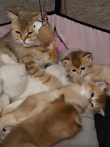 ev donuzu: Britan — 1