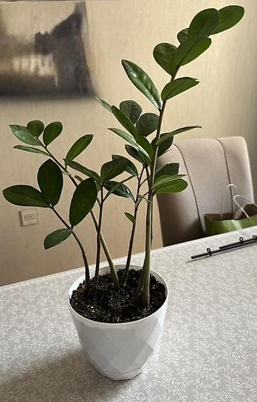 diffenbaxiya bitkisi: Zamioculcas zamiifolia (ZZ bitkisi) – dekorativ otaq bitkisi - Parlaq — 3