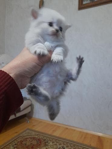 Gümüş rəng çalara sahib, tükləri sıx və yumşaq, qısa burunlu, iri — 4