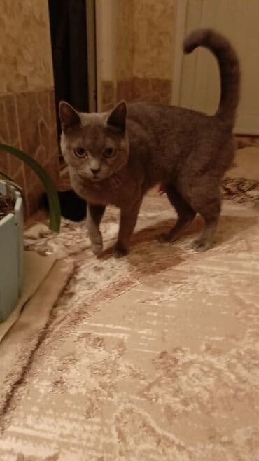 Dişi, Yaxşı əllərə, Ödənişli çatdırılma