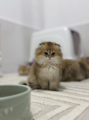 Şinşilla, Erkək, Yaxşı əllərə, Ünvandan götürmə lalafo.az -da Şinşilla, Erkək, Yaxşı əllərə, Ünvandan götürmə