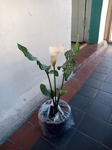Otaq bitkiləri: Zantedeschia (Kalla zanbağı) – dekorativ dibçək bitkisi - Rəng: açıq — 1