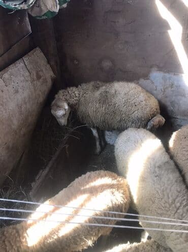 cins ineklerin satisi 2019: Erkey toglular satilir — 1