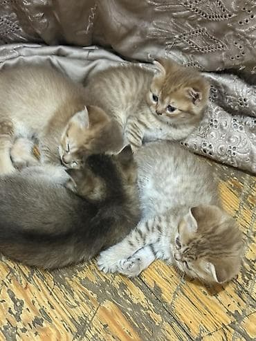 pişik sahiblendirilir: Şinşilla — 5