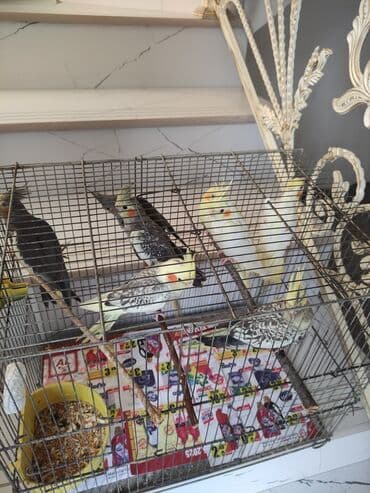 попугай жако купить в баку: Qəfəs quslar — 20
