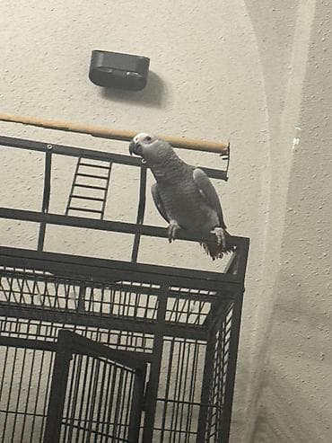 Heyvanlar: Afrika Parrot boz tutuquşusu və böyük metal qəfəs dəsti ilə birgə — 4