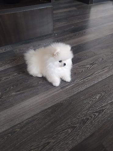 mini spitz: Şpitz, 2 ay, Dişi, Peyvəndli — 3
