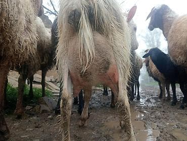 keçi satan: Super 1ci qarına super sanen keçi damazlıqa yararlı — 2