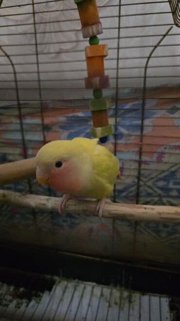 qarğa satışı: Satilr dişdi 5 aylq — 1