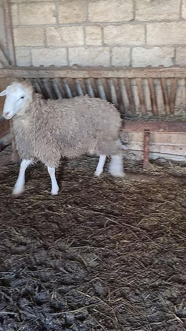 Erkekdir Qurbanlıqa tam yararlıdır qabirgadan doludu. Kurdexanidadi