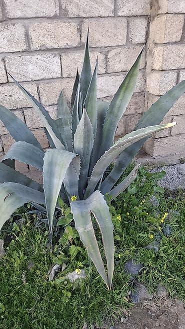 alisa home tekstil: Agava bitkisi (Aloe ilə qarışdırmayın) – dekorativ, iri rozetli — 1