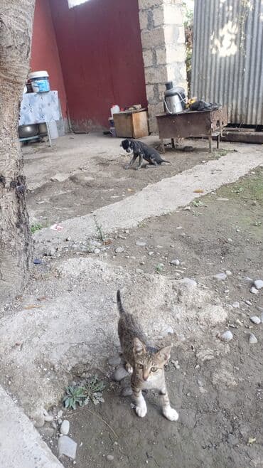 it şekli: Məhsul: Kiçik it balası Təsvir: - Şirin, qara-boz rəngli balaca it. - — 2