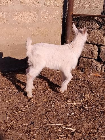 Balıqlar: Erkək saanen çəpişi.25 günlükdür.Üçəm doğulublar.Anasının süd verimi — 5