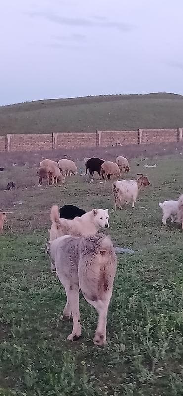 naxcivan it elanlari: Qurdbasar, 5 ay, Dişi, Peyvəndli, Ödənişli çatdırılma — 7