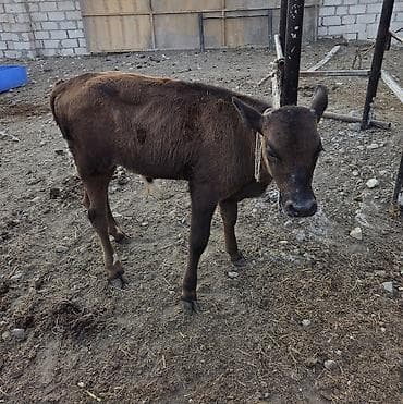 qaz bala: Satilir ana bala.2 ci qarindi.buzovu 3 ayliqdi erkekdi.4.5 lt yaxin — 2