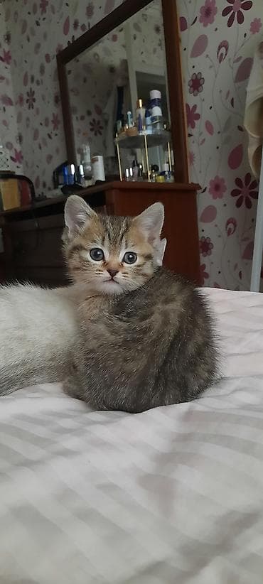 vəhşi pişik: Britan — 1