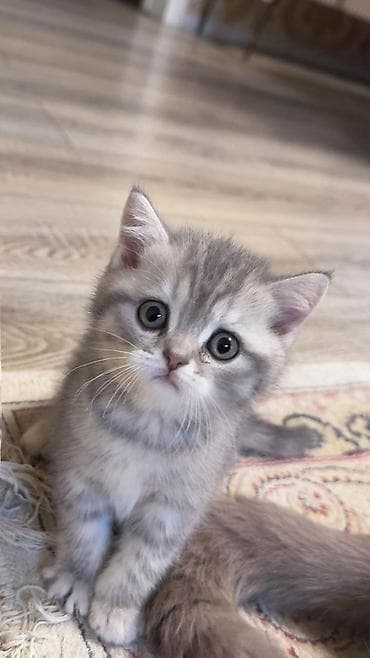 Gümüş rəngli, zolaqlı balaca pişik balaları – yumşaq, orta uzunluqda