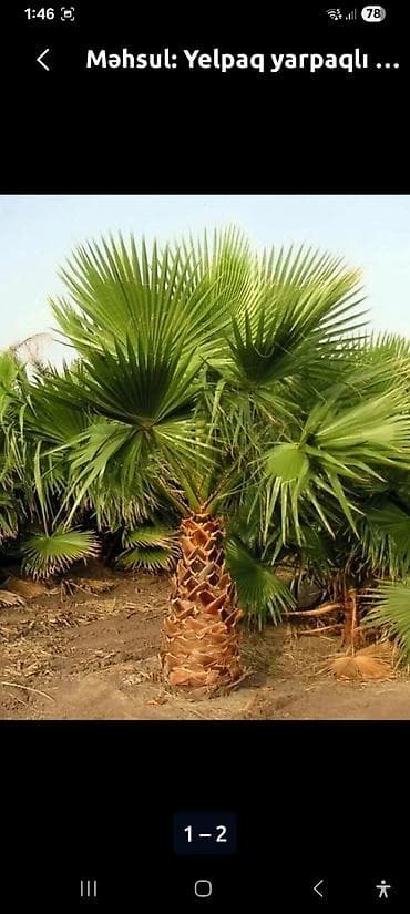 yeni il agaci satilir: Məhsul: Palma toxumu (Trachycarpus/heykəltəraş palma növünə bənzər fan — 5