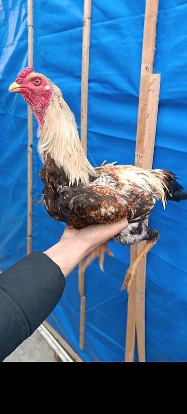 pişik cins: Cavan çal beçə tezə bana duşur cavan heyvandi saglamdi təmiz cinsdi — 1