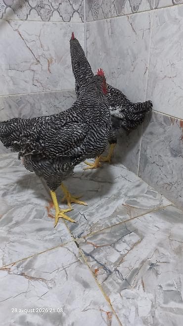 tap. az ov itleri: Xoruz amroks barred 5 aylıq damazlıq satılır bakıya göndermek — 8