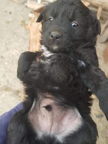 pulsuz heyvan: Peyvəndli — 2