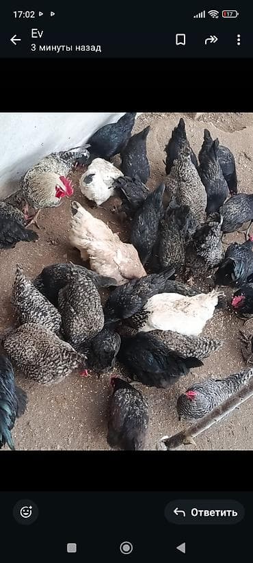 lələk: Məhsul: Safqan qara rəngli döyüşkən xoruzlar və yumurta istiqamətli — 4