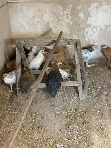 Kənd təsərrüfatı quşları: Yerli qarışıq cins toyuqlar – ət və yumurta istiqaməti - Şəkillərdə — 4