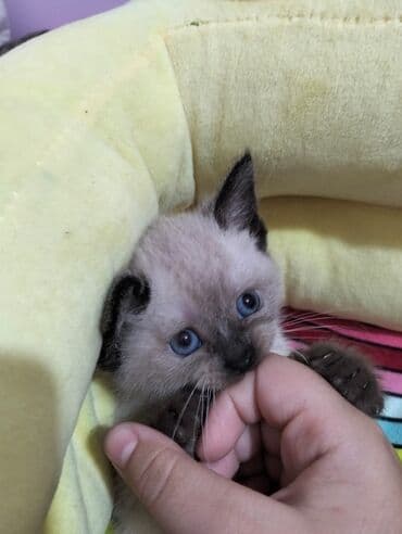 pişik tualet: Şotland, Dişi — 1