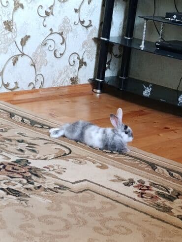 Gözəl rəng çalarlarına sahib dekorativ dovşan - Növ: Ev üçün lalafo.az -da Gözəl rəng çalarlarına sahib dekorativ dovşan - Növ: Ev üçün