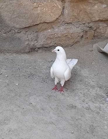 cex quşlar: Tutulma sallaq qanad ag erkey 13 tuk unvan suraxani — 4
