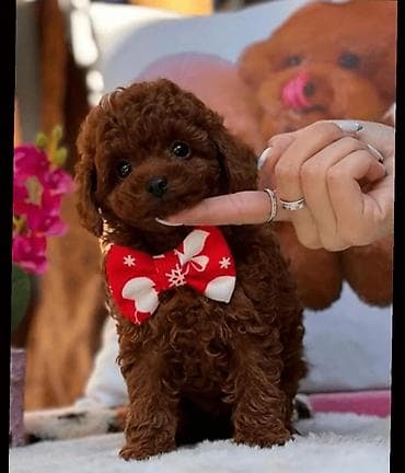 izvanok itler: Pudel, 3 ay, Dişi, Peyvəndli, Ünvandan götürmə — 4