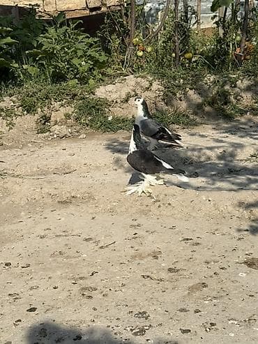 pulsuz heyvanlar verilir: Cüt delfinler satilir ciddi alicilar yazsin — 2