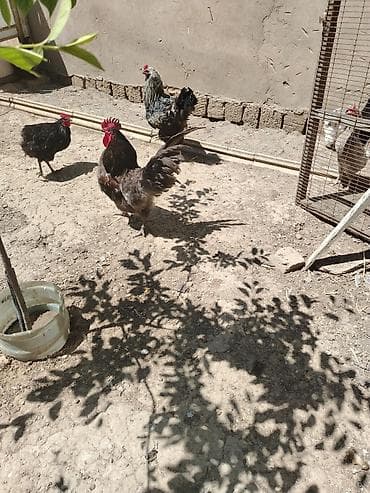 lal ördek satışı: Toyuq, Damazlıq — 9