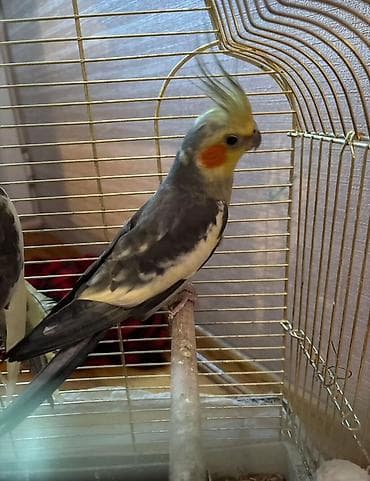 Другие животные: Corella papuqayları Ag rəgdə olan dişidir Qara iysə erkək Ag və qara — 2