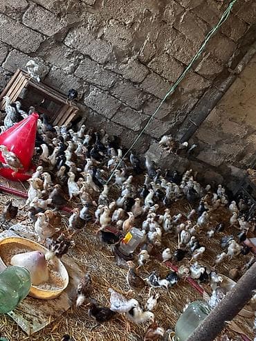 Животные: 95 günlük xoruzlar və 25 günlük cücələr var isdiyen əlaqə saxlasin — 6
