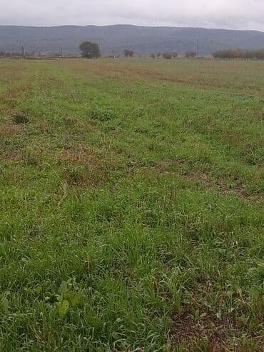 xacmazda 9 nöm mektebin yanında ev torpaq satqısı: Quba rayonu ərazisi, daimi suyu asfalt yolu olan 4ha torpaq sahəsi — 3