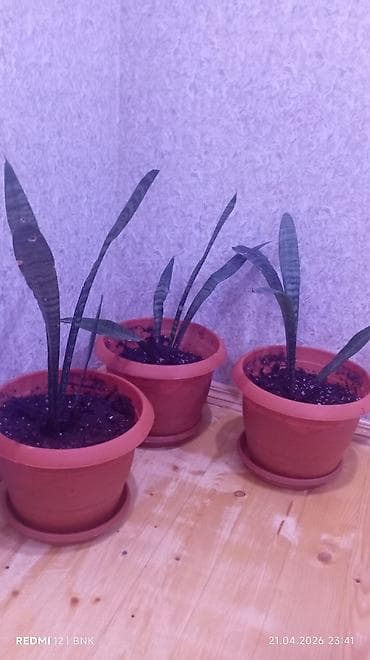 otaq bitkilərinin adları: Böyük, yaşıl yarpaqlı və qalın gövdəli ev bitkisi. Bitki qəhvəyi — 3