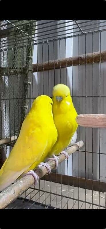 amadin yuvası: Hazır bala verən iri sağlam çex cütü satılır ancağ sarı bala verilər — 3