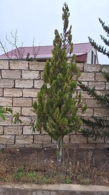 Кухонные принадлежности: Thuja (ardıc tipli həmişəyaşıl dekorativ ağac) - Növ: Həmişəyaşıl — 1