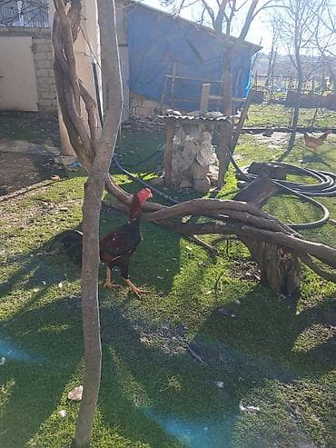 toyuq paltarı: Satılır: uzunboynuzlu döyüş tipli xoruz - Cins tipi: Şamo/Asil tipli — 2