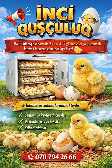 İnci Quşçuluq – inkubator və cücə çıxarışı xidməti - Həftənin 2-ci və