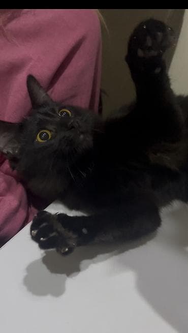 naxcivan heyvan elanlari: Dişi, Yaxşı əllərə — 2