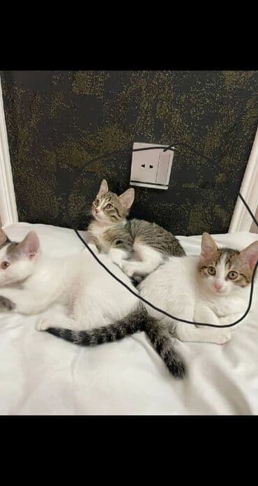 где можно купить котенка: В добрые руки — 1