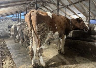 Digər heyvanlar: Satilir 3 cu qarina 5-10 gunu qalib dogmagina Voronej malidi 25 den — 1