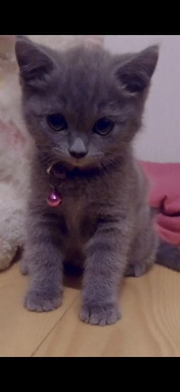 pişik gəncə: Britan, Dişi — 1