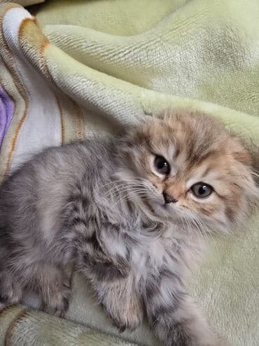 şotlan pişik: Şotland yastı qulaq, Erkək, Dişi, Yaxşı əllərə, Ünvandan götürmə, Pulsuz çatdırılma, Ödənişli çatdırılma — 196