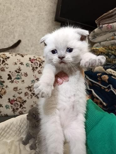 2 meymun: Şotland yastı qulaq — 8