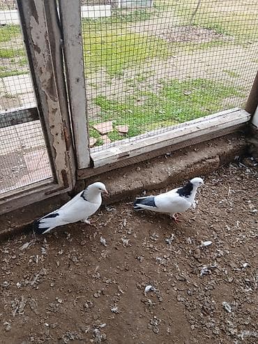 Кошки: Qiymət hamısına aitdir tək təkdə satılır qiymətdə razılaşmaq olar — 10