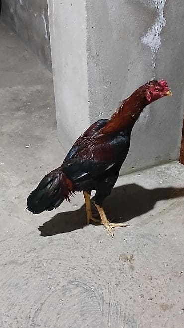 xoruz davasi: Salam 65 deyilir endirim olar 10 ayliq dir 11 e az qalibdir nomreme — 2