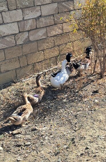 kuban ördek: Dişi, | Kuban, Damazlıq, Pulsuz çatdırılma — 6